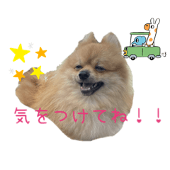 ぽこぽこポメラニアン6