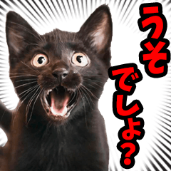 リアル☆にゃんこ