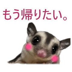 使いやすい挨拶！かわいいフクロモモンガ01