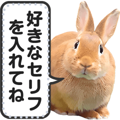 リアルなうさぎ❤メッセージ・セリフ