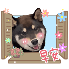 A day in the life of Migu