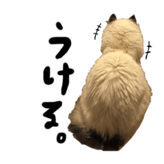 しらたまさんVol.②