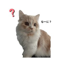 うちの可愛いおもちくん