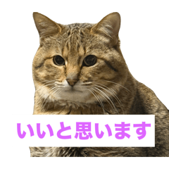 ぷにたの日常に馴染むスタンプたち。