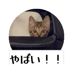 動くにゃるすたんぷ