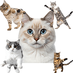 BIG! 文字なし　カンフーかわいい猫たち