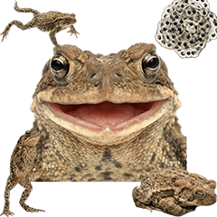 BIG! ヒキガエル　実写