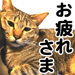 キジトラみるちゃん〜普段使い＆敬語〜