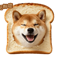 限界突破！食パン柴犬の花粉症あるある