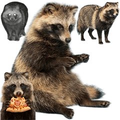 BIG! タヌキ　実写