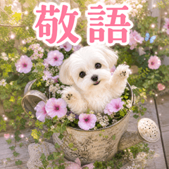 とびだす★敬語 マルチーズ♡いぬ/犬/子犬