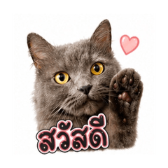 Monie Cat Daily Mood