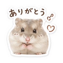 ちいさなピノの日常