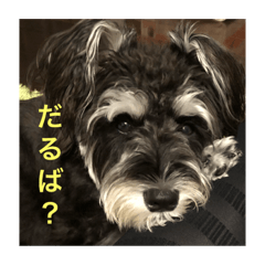 うちの子クッキー