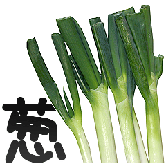 実写！ねぎ