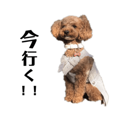 可愛いトイプードルのワンちゃん