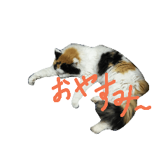 可愛い猫ちゃん！！