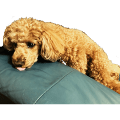 愛犬 トイプードル 可愛いです