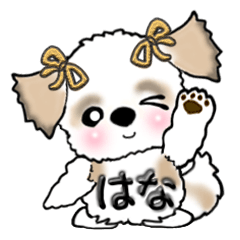 シーズー犬のはなちゃん