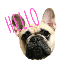 我が家のぶたさんたち