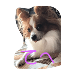 三代目!クロエ　パピヨン