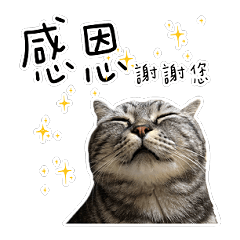 私はポルシェ猫です