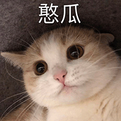 愚瓜猫