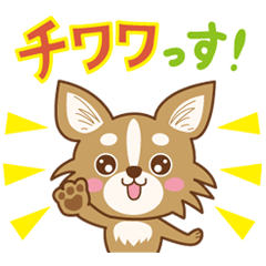 チワワっす！