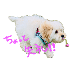 家族のアイドル犬こむぎ