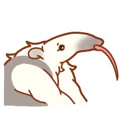 もちもちアリクイ