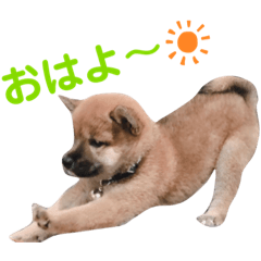 豆柴はなちゃん第二弾