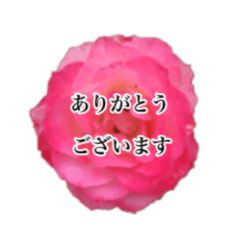 薔薇の写真敬語スタンプ