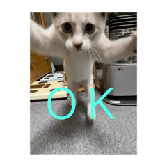 私はヒメタン　4