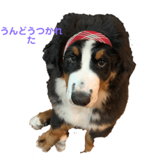 のりたまくんとことね