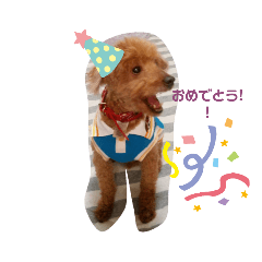 トイプーるいの日常