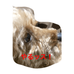 すごくかわいいっす。