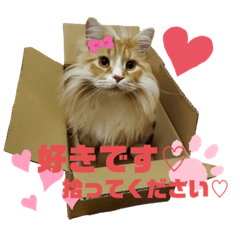 荒猫スタンプ2