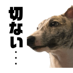 ウィペットのアーサーVol.1(2〜6ヶ月)