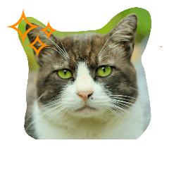 ノラ太と愉快な仲間たち