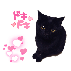 黒猫ひめゆりのスタンプ