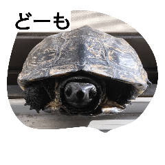 亀ですが