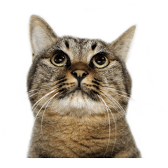 キジ猫（ねこさん）スタンプ