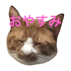 my cats gyouzatosyuumai