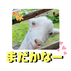 じいちゃんばあちゃんの庭