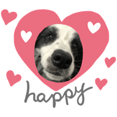 ボーダーコリーのエリー︎︎ちゃん