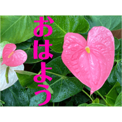 アンスリウム　挨拶　感情表現1 好き 恋愛