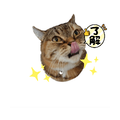 高橋家ニャンズ