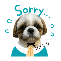 我が家のマッシュくん