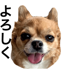 チワワのはるさん2