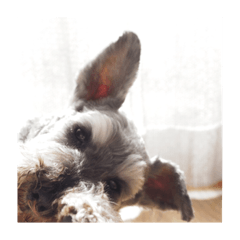 ミニチュアシュナウザーのチロル(14)